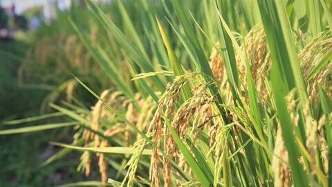 'Hộ chiếu xanh' mở đường nâng tầm hạt gạo Việt