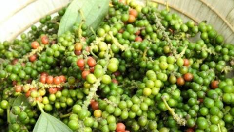 Giá tiêu hôm nay 7/1/2026: Bật tăng mạnh