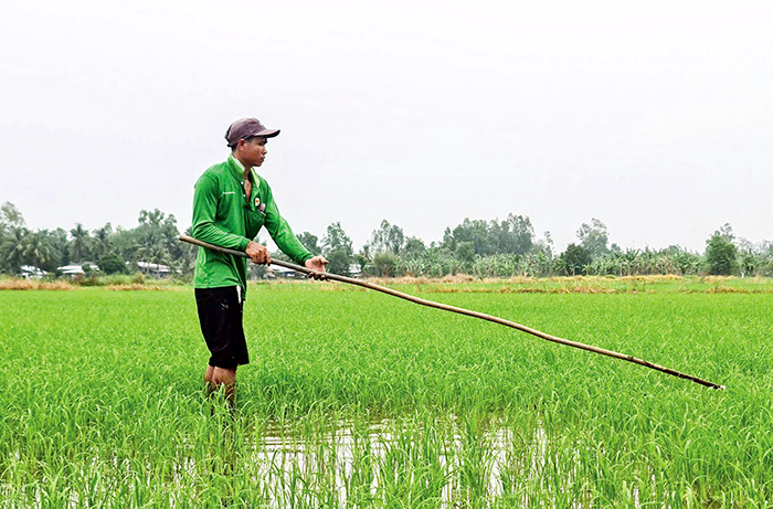 Diện tích gieo trồng lúa cả năm giảm 0,83% 