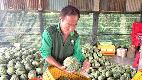 Dưa hấu Mỏ Ó có gì hấp dẫn? 