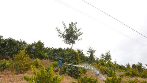 Để cà phê ra hoa, đậu trái nhiều