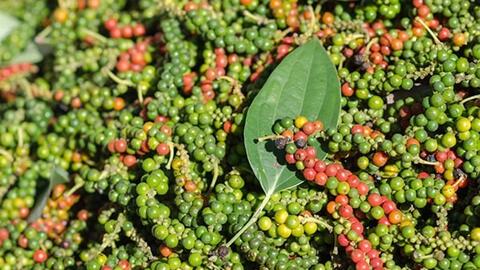 Giá tiêu hôm nay 9/1: Thị trường nội địa ổn định, giá xuất khẩu tăng 100 USD/tấn