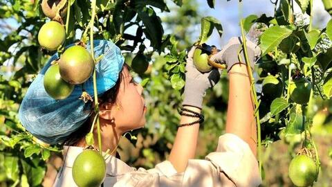 Gia Lai: Mở đường cho nông sản bước sâu vào 'sân chơi' toàn cầu