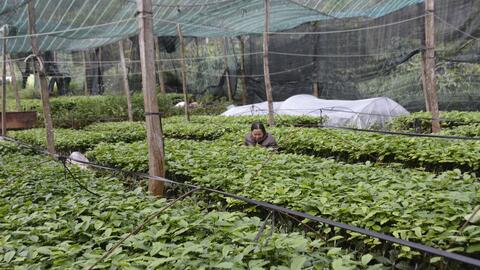 Giá cây giống cà phê về lại quỹ đạo