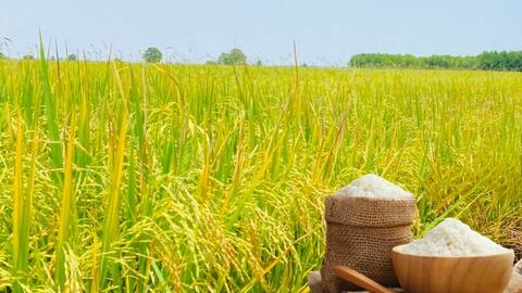 Giá lúa gạo hôm nay ngày 13/1/2026: Lúa tươi có xu hướng tăng