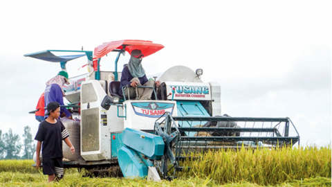 Giải pháp phát huy hiệu quả Đề án 1 triệu héc-ta lúa chất lượng cao