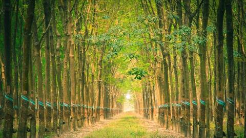 Giá cao su hôm nay 15/1: Thị trường Nhật Bản chạm đỉnh 10 tháng tại 356,9 yen/kg