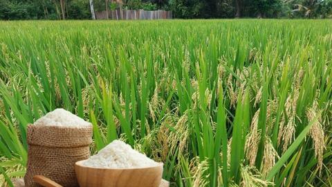 Giá lúa gạo hôm nay ngày 15/1/2026: Gạo xuất khẩu tăng nhẹ