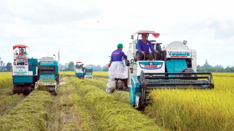 Phát huy hiệu quả liên kết sản xuất qua các mô hình cánh đồng lớn