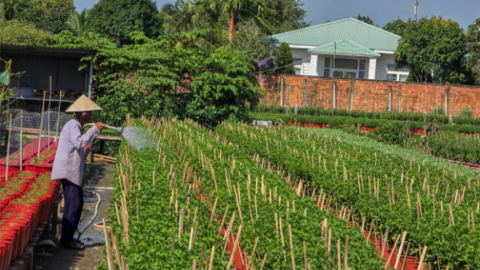 Cần Thơ: Cung ứng hơn 2 triệu chậu hoa kiểng và khoảng 103.000 tấn rau màu, trái cây dịp Tết