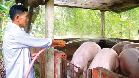 Giá heo hơi phục hồi và tăng mạnh