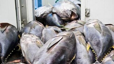 VASEP dự báo xuất khẩu cá ngừ sang Tây Ban Nha sẽ tăng nhẹ