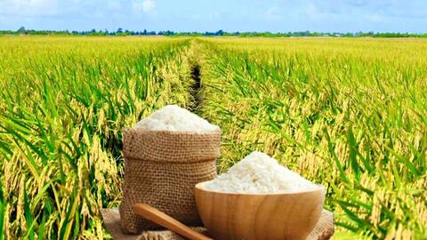 Giá lúa gạo hôm nay ngày 16/1/2026: Phụ phẩm tăng nhẹ