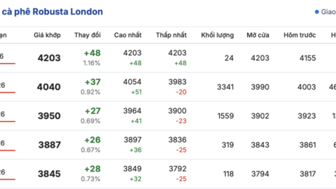 Giá cà phê hôm nay 17/1/2026: Tăng nhẹ 500 - 600 đồng/kg