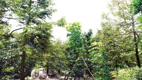 Cần Thơ: 22 loại cây trồng lâu năm được chuyển đổi trên đất trồng lúa