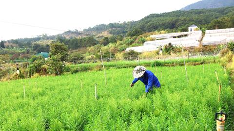 Chờ mùa rau, hoa tết bội thu