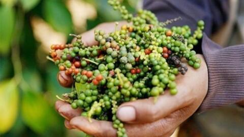 Giá tiêu hôm nay 21/1/2026: Giữ đà ổn định