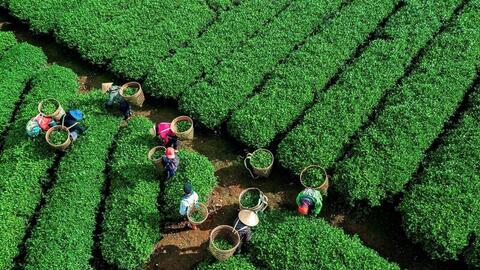 Xuân về trên những miền trà Olong Lâm Đồng