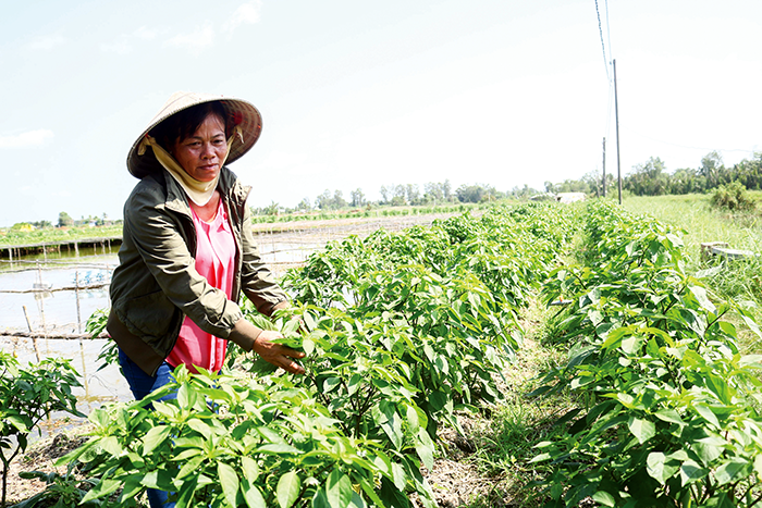 Trồng màu trên bờ ao tôm cho thu nhập khá 