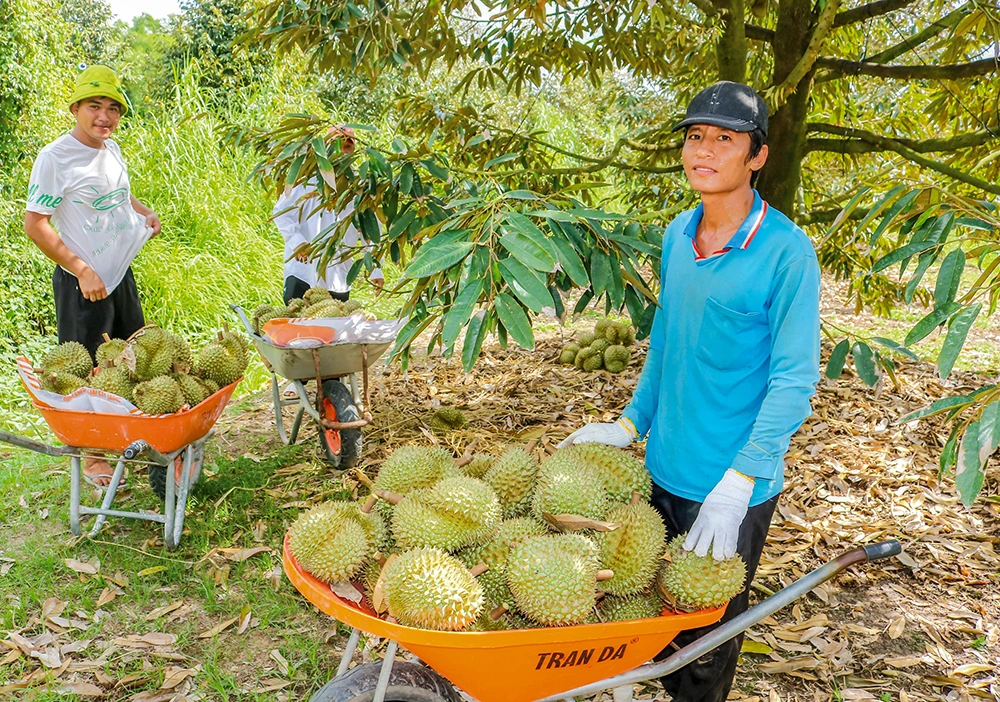Phát huy hiệu quả vườn sầu riêng 