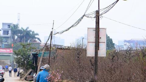 Đào Nhật Tân, quất Tứ Liên 'hối hả' xuống phố dịp Tết