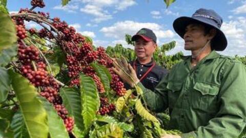 Giá cà phê hôm nay 10/2/2026: Tăng 1.000 đồng/kg