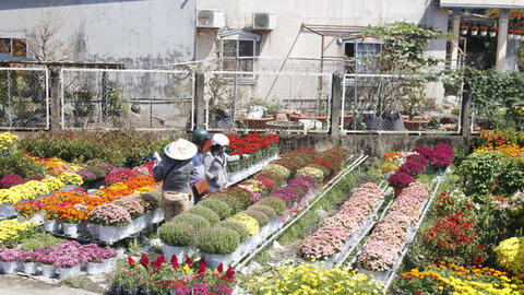 Hoa Tết xuất giàn, nhà vườn trồng hoa Sa Đéc phấn khởi