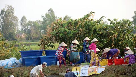 Nông dân Cà Mau trúng mùa tôm càng xanh 