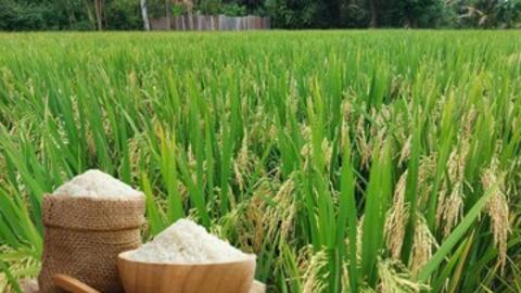 Giá lúa gạo hôm nay ngày 25/2/2026: Gạo xuất khẩu biến động nhẹ