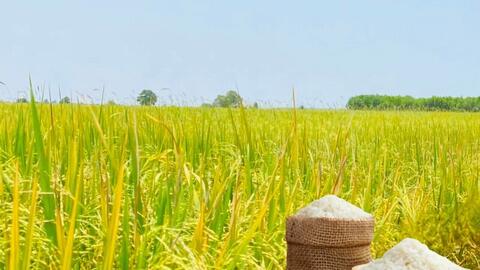 Giá lúa gạo hôm nay ngày 27/2/2026: Gạo Đài Thơm 8 tăng nhẹ