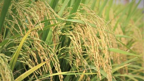 Gạo phát thải thấp: 'Tấm vé xanh' cho xuất khẩu bền vững