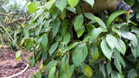 Giá tiêu hôm nay 3/3/2026: Giảm sâu