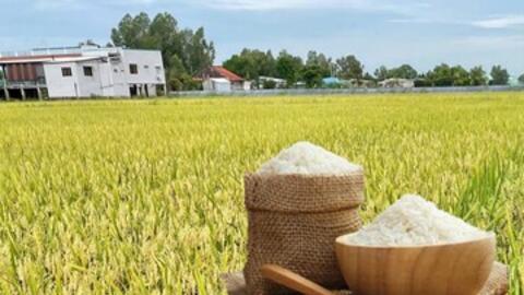 Giá lúa gạo hôm nay ngày 4/3/2026: Gạo xuất khẩu biến động nhẹ