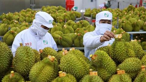 Xuất khẩu nông lâm thủy sản bứt tốc, tạo đà cho mục tiêu 75 tỷ USD