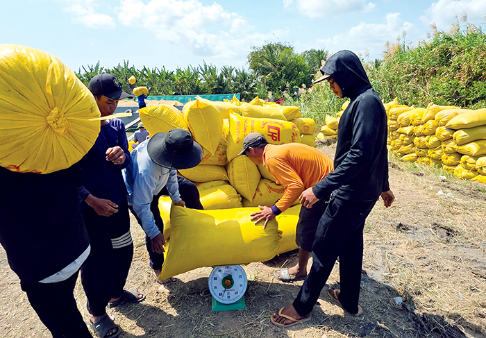 Phát huy thế mạnh sản xuất nông nghiệp của vùng ĐBSCL 