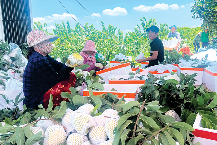 Hợp tác xã nông nghiệp Cần Thơ phát triển cả về số lượng lẫn chất lượng 