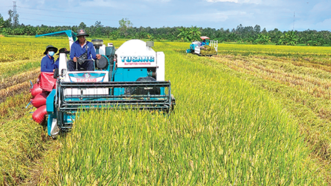 Phát huy hiệu quả Đề án một triệu héc-ta lúa 