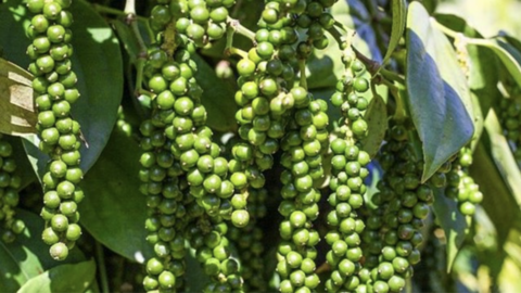 Giá tiêu hôm nay 16/3/2026: Dao động từ 142.500 - 144.500 đồng/kg