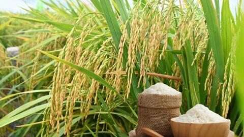 Giá lúa gạo hôm nay ngày 16/3/2026: Gạo châu Á chịu áp lực giảm giá