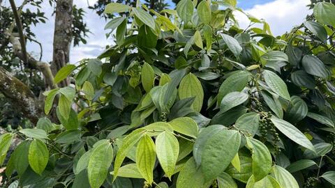 Giá tiêu hôm nay 17/3/2026: Giảm mạnh đến 3.500 đồng/kg