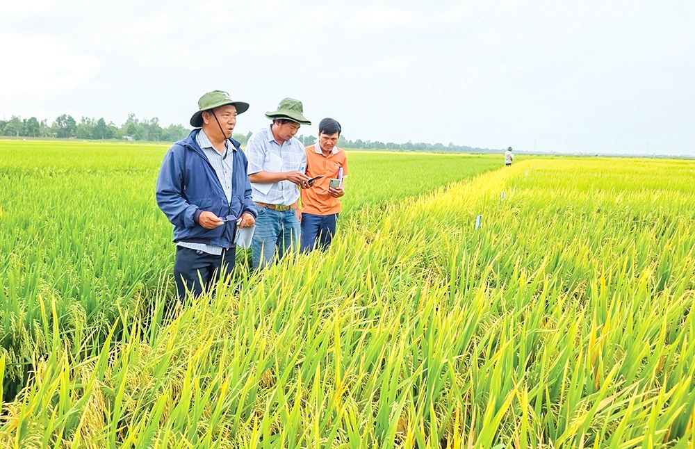 Chọn giống lúa tốt giúp tăng năng suất, giá trị hạt gạo 