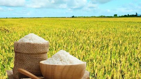 Giá lúa gạo hôm nay ngày 17/3/2026: Gạo xuất khẩu OM 5451 giảm