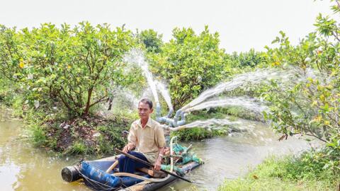 Nhà vườn trồng cây ăn trái chủ động ứng phó hạn, mặn 