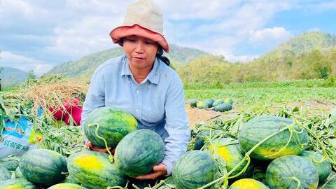 Lâm Đồng kêu gọi 'giải cứu' dưa hấu