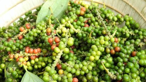 Giá tiêu hôm nay 19/3/2026: Lao dốc, rớt giá đến 5.000 đồng/kg