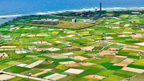 Quảng Ngãi: Tìm đầu ra cho tỏi Lý Sơn