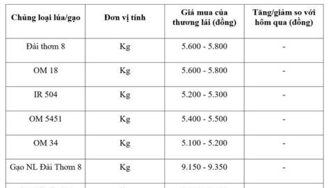 Giá lúa gạo hôm nay ngày 19/3/2026: Gạo xuất khẩu OM 5451 tiếp đà giảm