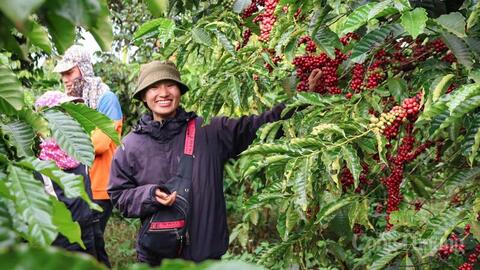 Giá cà phê hôm nay 20/3/2026: Tăng nhẹ 500 đồng/kg