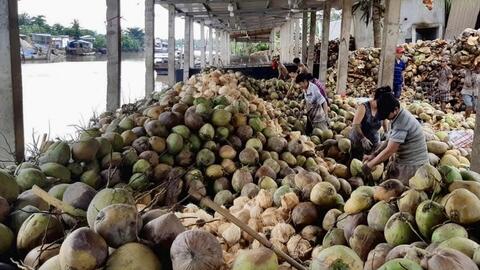 Vĩnh Long: Gia tăng liên kết, nâng giá trị ngành dừa