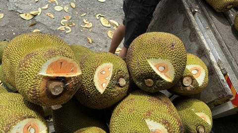 Giải pháp đồng bộ giúp mít Thái miền Tây ổn định giá và chất lượng